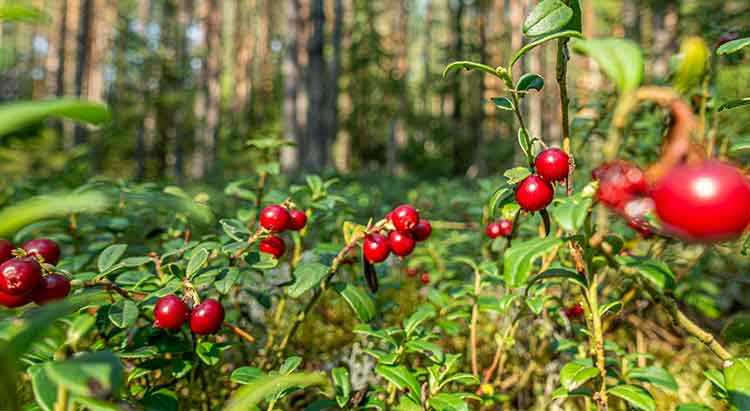 Pure-Bilberry Pure-Bilberry