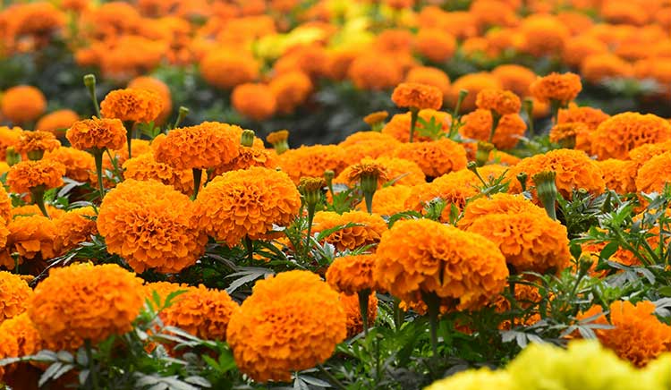 Tagetes-erecta Tagetes-erecta